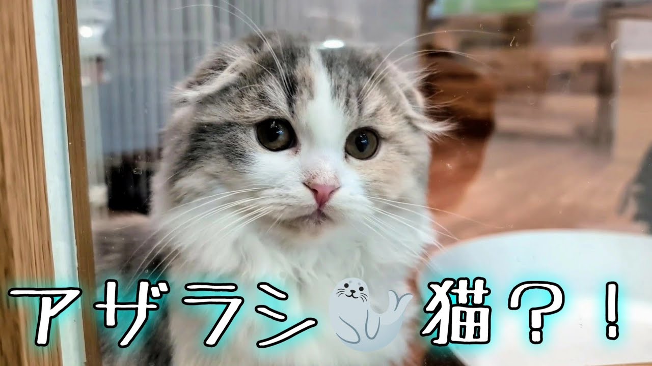 ペットショップのアザラシ🦭猫達#スコティッシュフォールド#ねこ#ノルウェージャンフォレストキャット #チワワ
