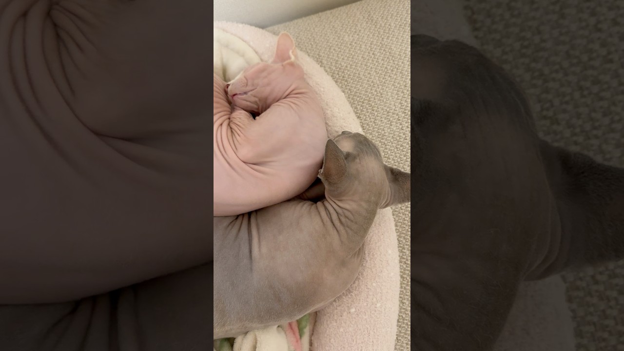 仲良く眠る毛のない猫たち【スフィンクス】