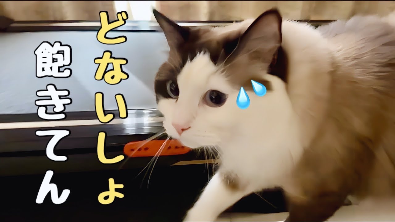 【でぶ猫とランニングマシン3部作最終章】飽きたとオヤジに言えない優男ラグドールの悲しきルーティン😈