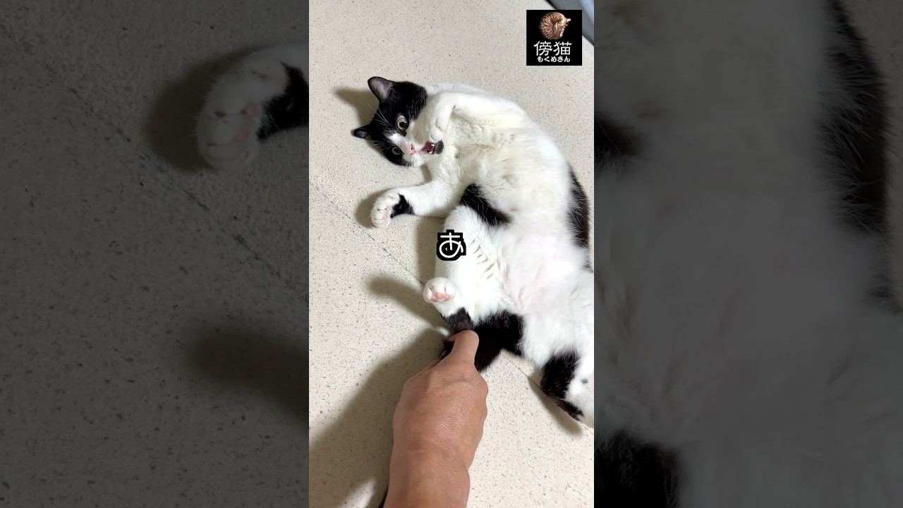 しゃけさんの  本気と嘘気  違いすぎ　#cat #子猫 #保護猫 #cute #かわいい猫 #kitty #肉球 #はちわれ #猫ミーム