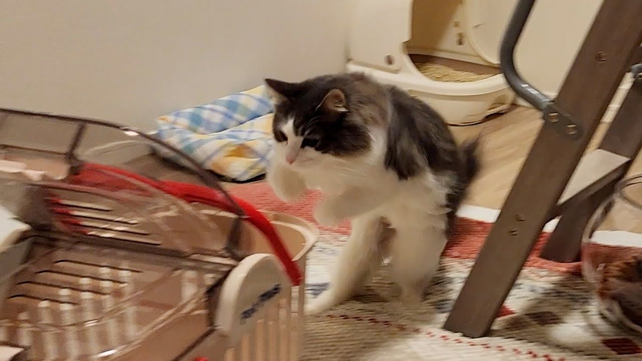 猫運動会で主の睡眠を妨害するノルウェージャンフォレストキャット