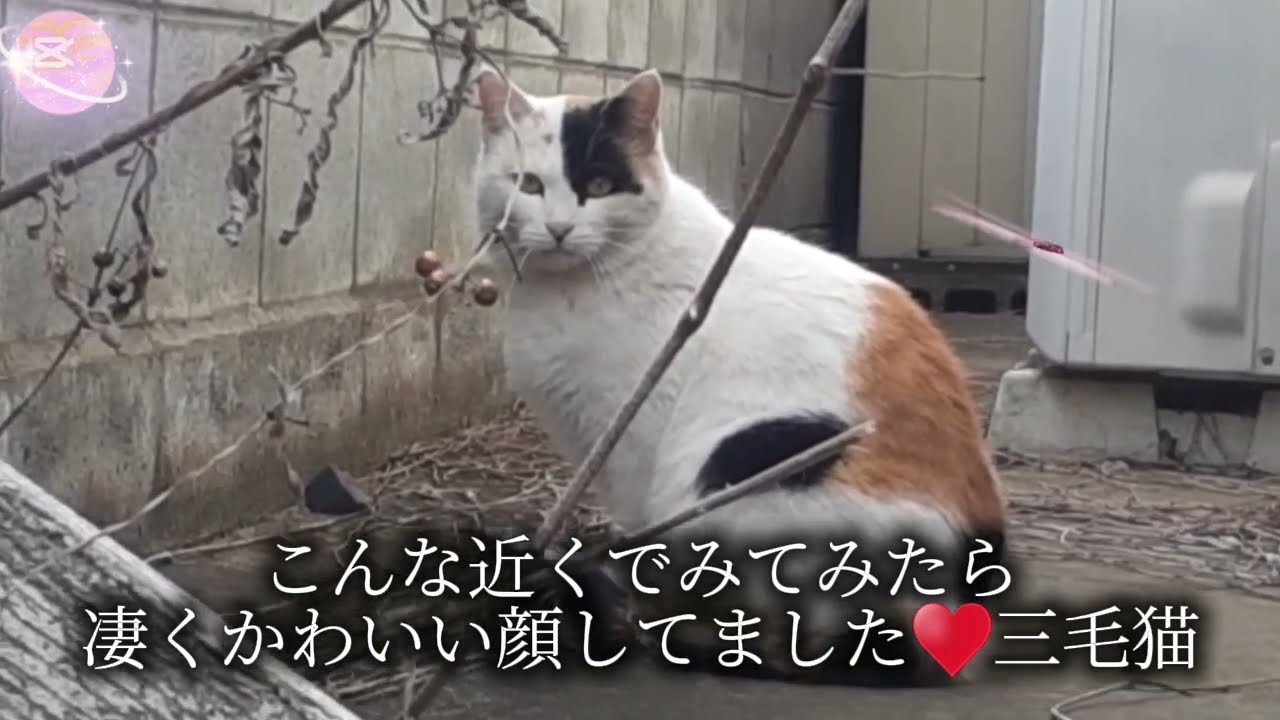 猫を苦しめないで‼️
