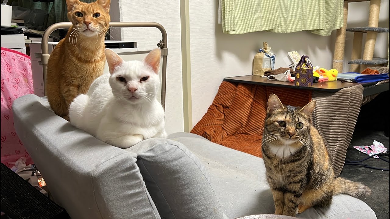 ベテラン子猫9周年＆オス三毛王子6周年記念ライブ