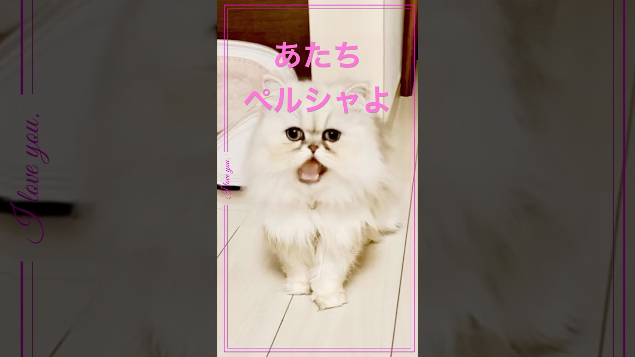 【猫動画】あたちペルシャ猫のラムちゃん🩷#shorts #猫 #cat #ペルシャ #チンチラペルシャ