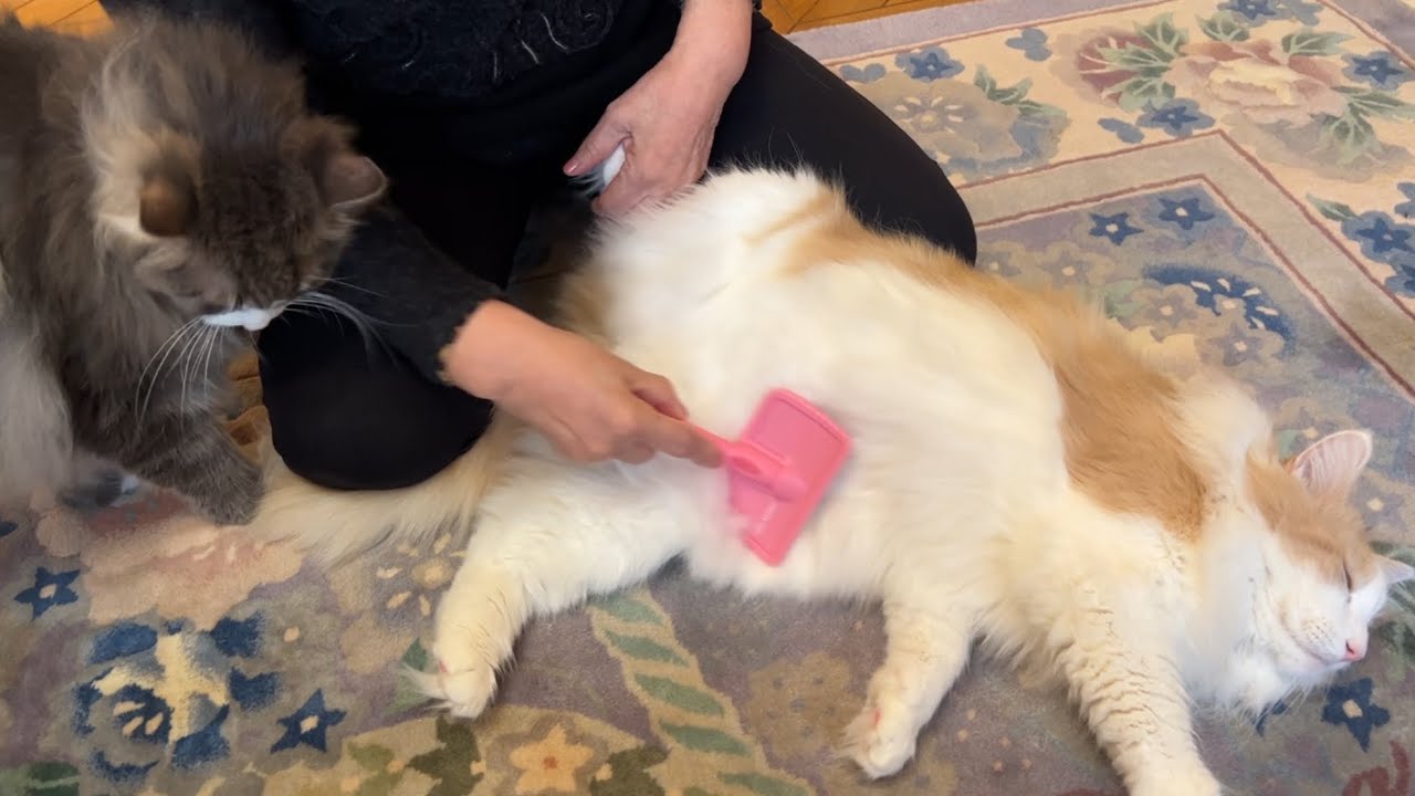 【癒し】ばあばのブラッシングが好きすぎるもふ猫たちwwwノルウェージャンフォレストキャットとターキッシュアンゴラ