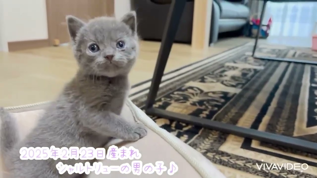 シャルトリュー ❤️ブルーカラーの愛嬌たっぷりで可愛い男の子❤️