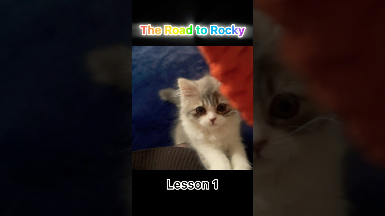 To be "Rocky" #ねこのいる生活 #スコティッシュフォールド #kitten #shorts #scottish fold #cat