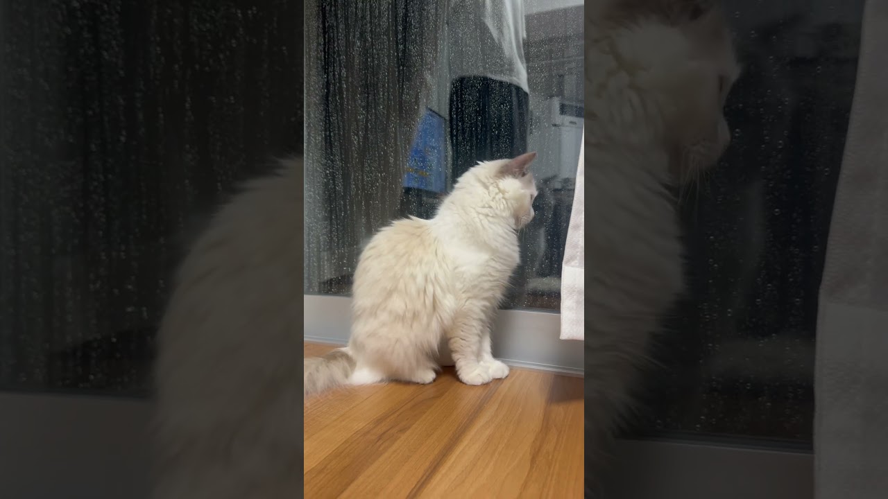 雨とねねんこ。きれい。 #cat #ラグドール #猫動画 #猫のいる暮らし#猫 #猫好きさんと繋がりたい #猫のいる生活 #ねこすたぐらむ #かわいい