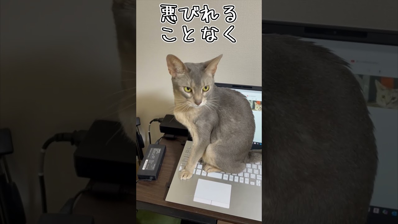 アビシニアンとは その43 誰が何と言おうともパソコン大好き猫 #shorts #猫 #アビシニアン