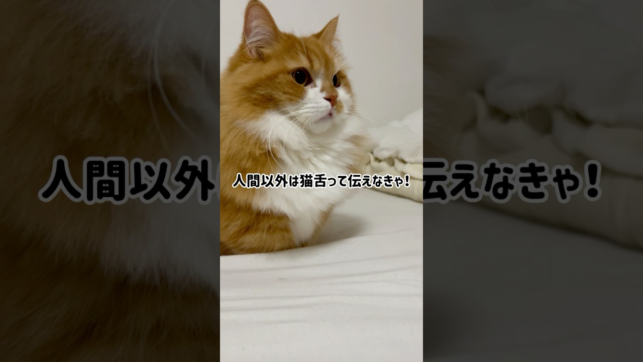アンパンマンはこしあん派って伝えなきゃ！ #shorts #猫 #マンチカン #短足マンチカン #cat #munchkin