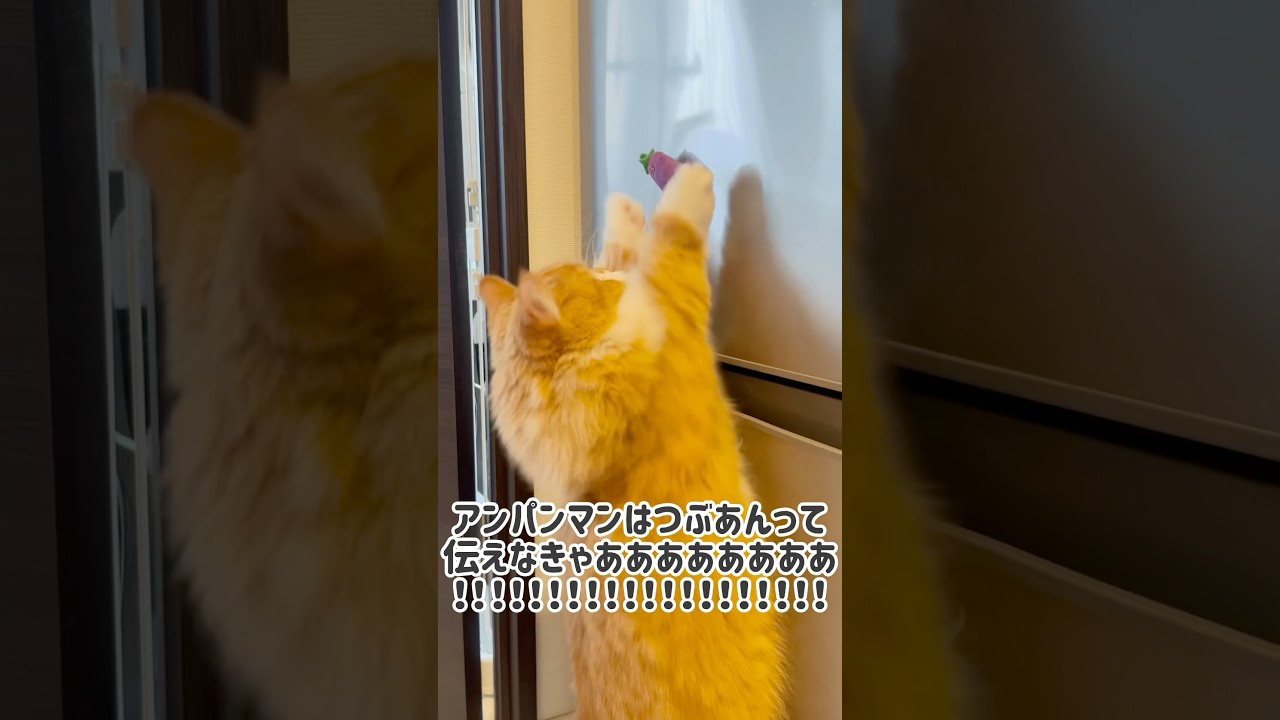 アンパンマンはつぶあんって伝えなきゃあああああ！！！！！ #shorts #猫 #マンチカン #短足マンチカン #cat #munchkin