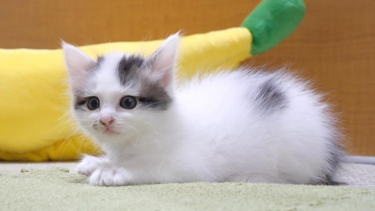 猫じゃらしを見つけた子猫が嬉しそうに飛びかかる【赤ちゃん猫　保護猫】