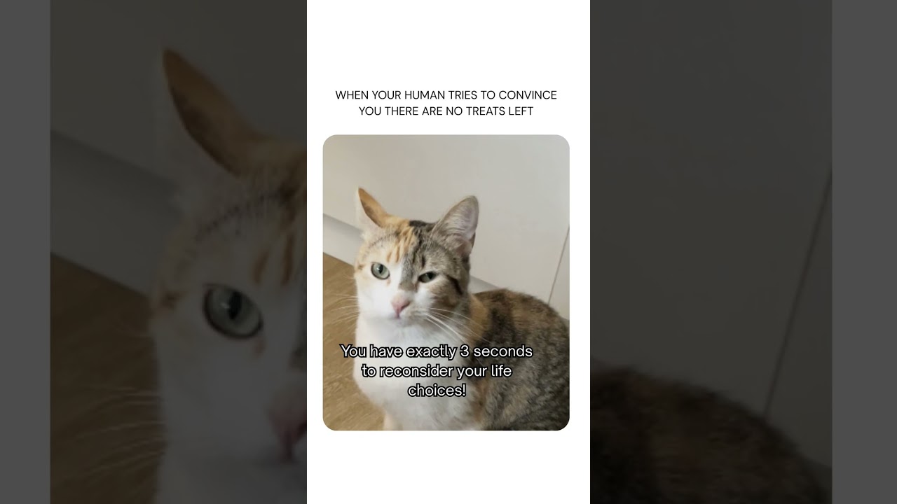 No treats?   I'll just be over here plotting my revenge  😾