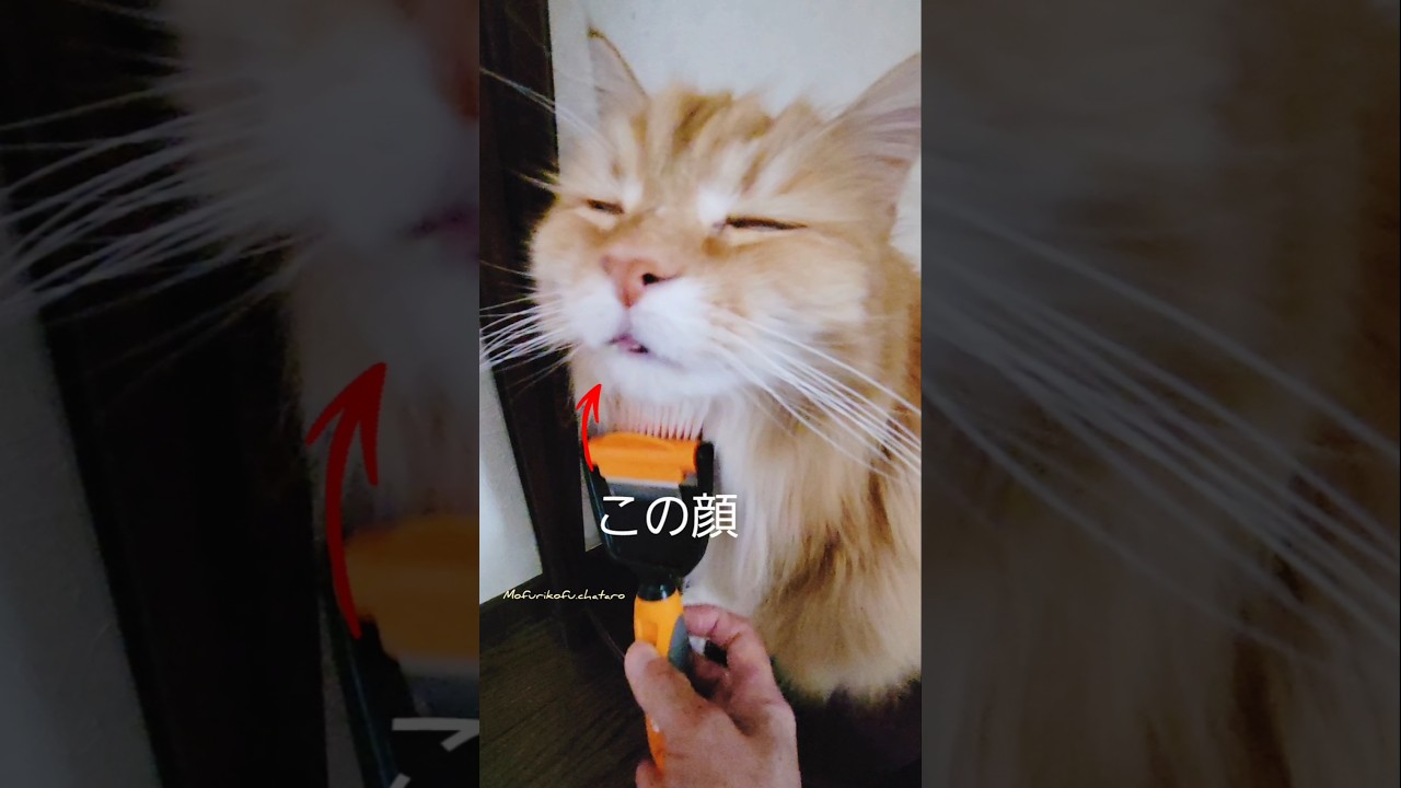 癖になる？メインクーンのこの顔‼️