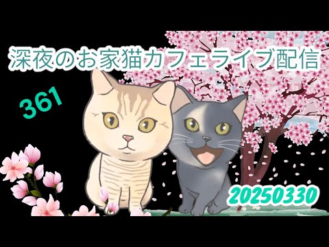 深夜のお家猫カフェライブ配信 ３６１