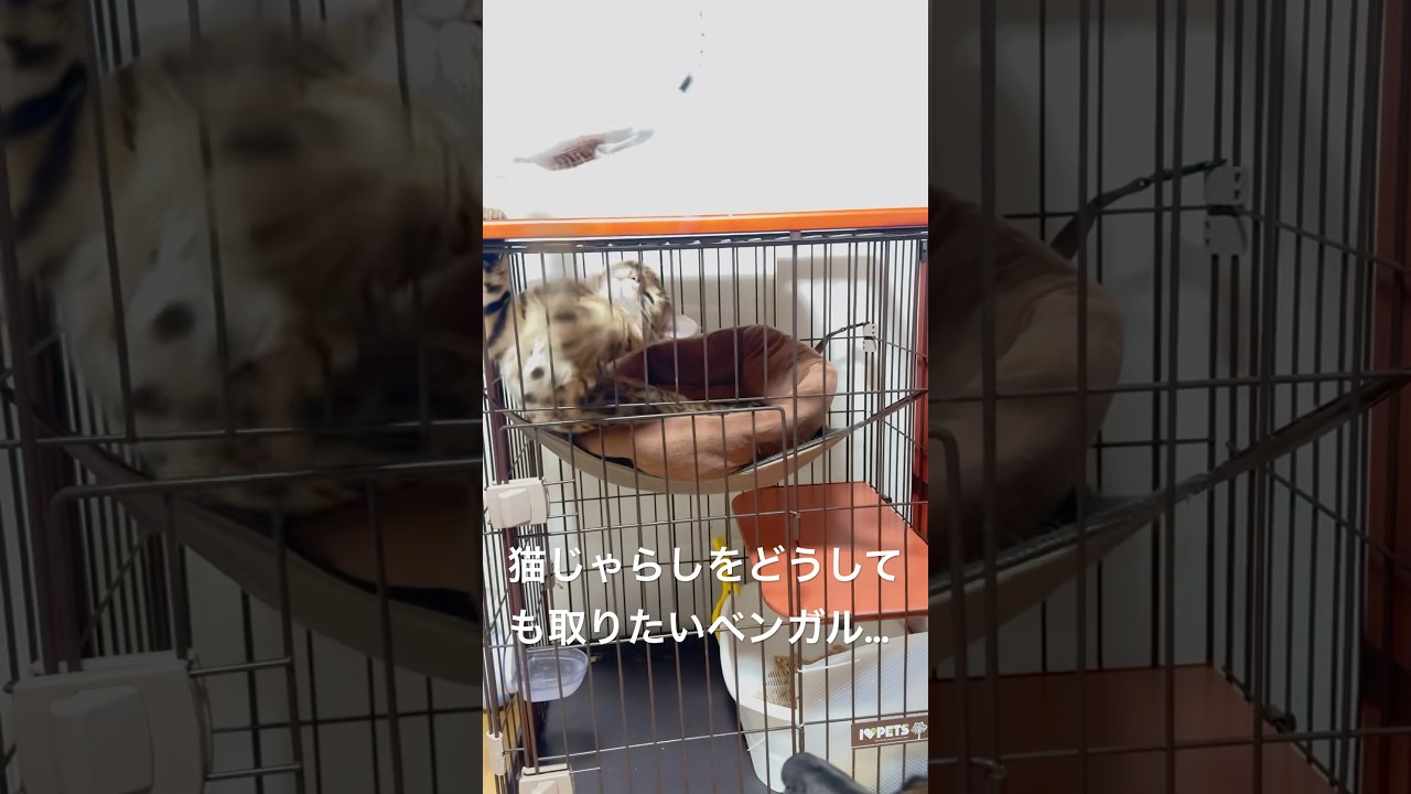 どうしても猫じゃらしが取りたいベンガル#shorts