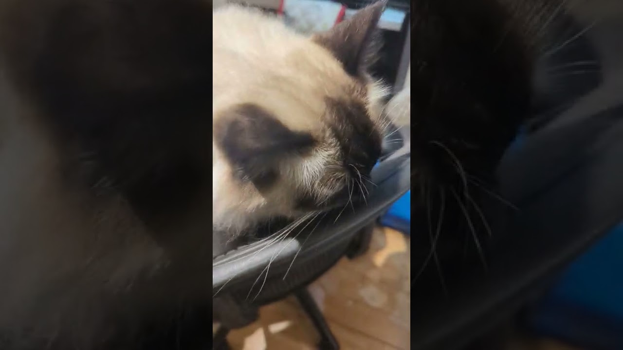 椅子を占拠するオレと遊べマン