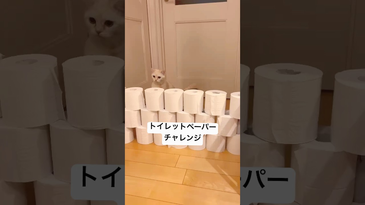 トイレットペーパーチャレンジ　#トイレットペーパーチャレンジ　#スコティッシュフォールド  #ミヌエット　#もふもふ　#cat  #cats  #猫チャレンジ　#チャレンジ動画
