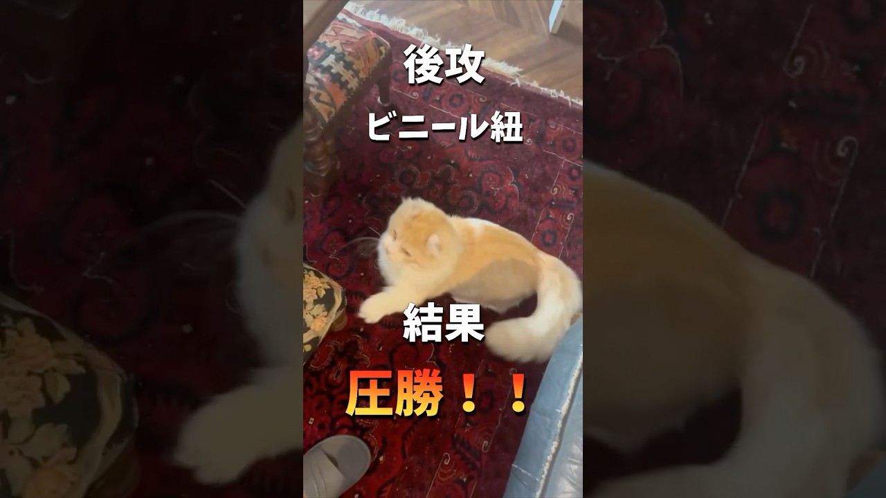 玩具vsビニ紐 #猫 #キンカロー #マンチカン  #短足部 #cat