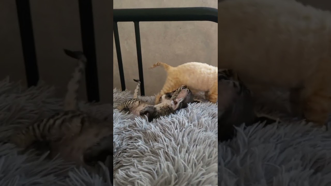 I love Devon Rex life #cat #kitten #cute #devon #devonrex #catbaby #catbabyfunny