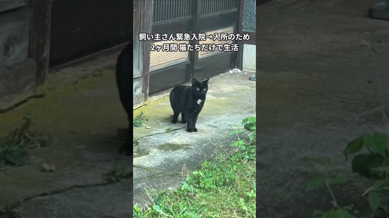 人が怖い藤壺と人大好きな道長 #猫