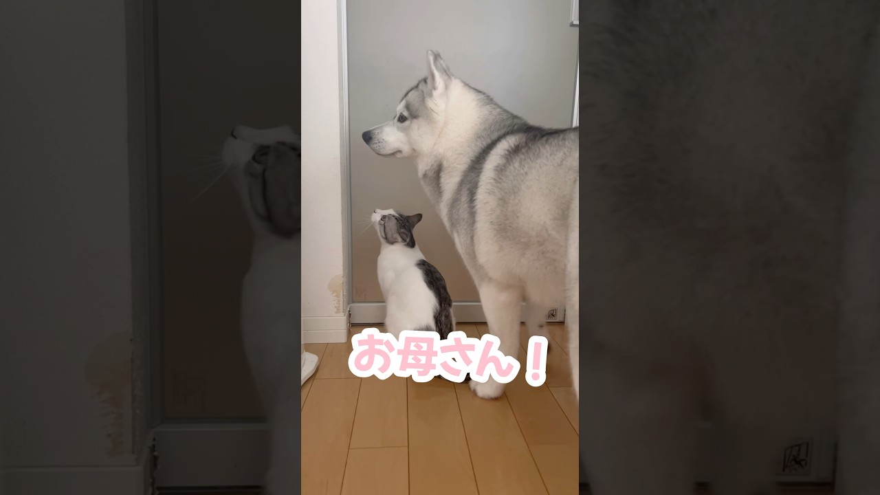 宅急便を受け取りに行った母を待つ子猫とハスキー #シベリアンハスキー #ハスキー #子猫