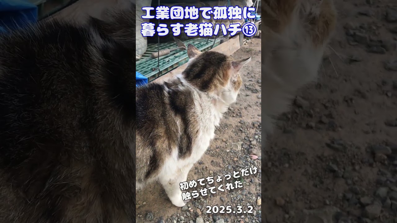 【野良猫】工業団地で孤独に暮らす老猫ハチ⑬、初めて触った。2025.3.2