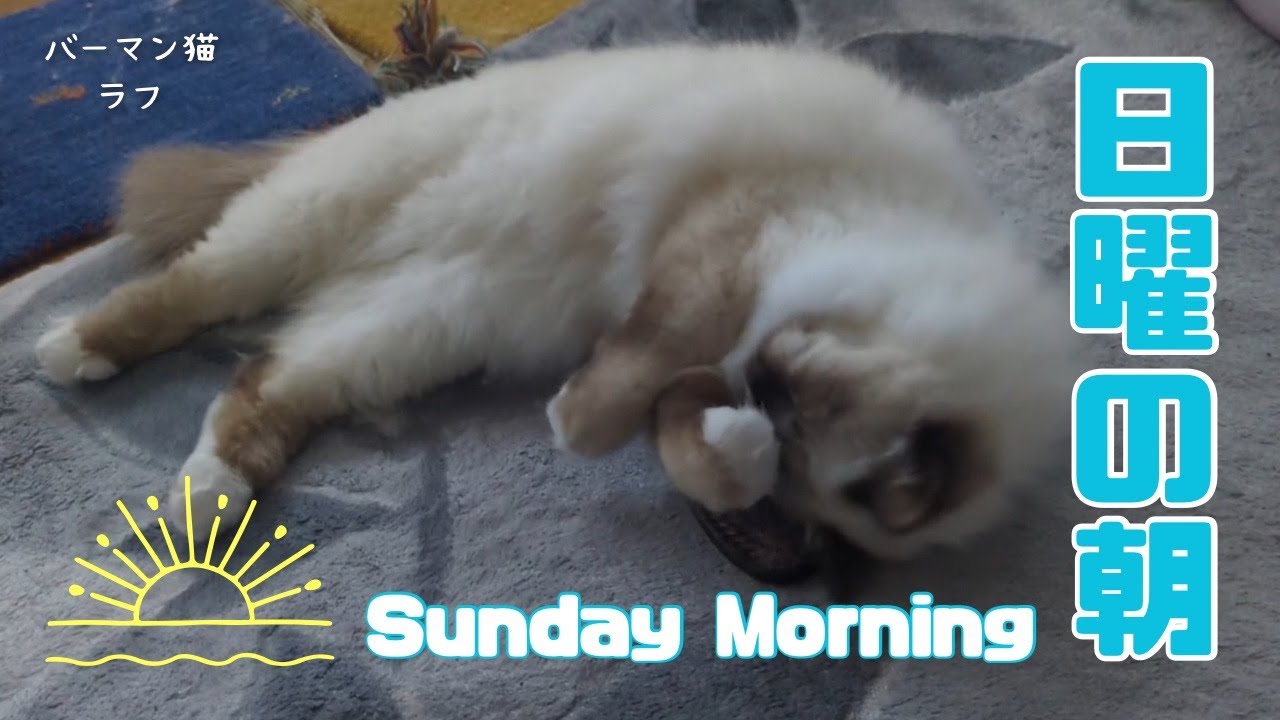 バーマン猫ラフ【日曜の朝】Sunday Morning（バーマン猫）Birman/Cat