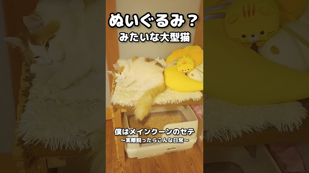 ぬいぐるみ化した大型猫メインクーン #猫 #ねこ #メインクーン #mainecoon #cat #猫のいる暮らし