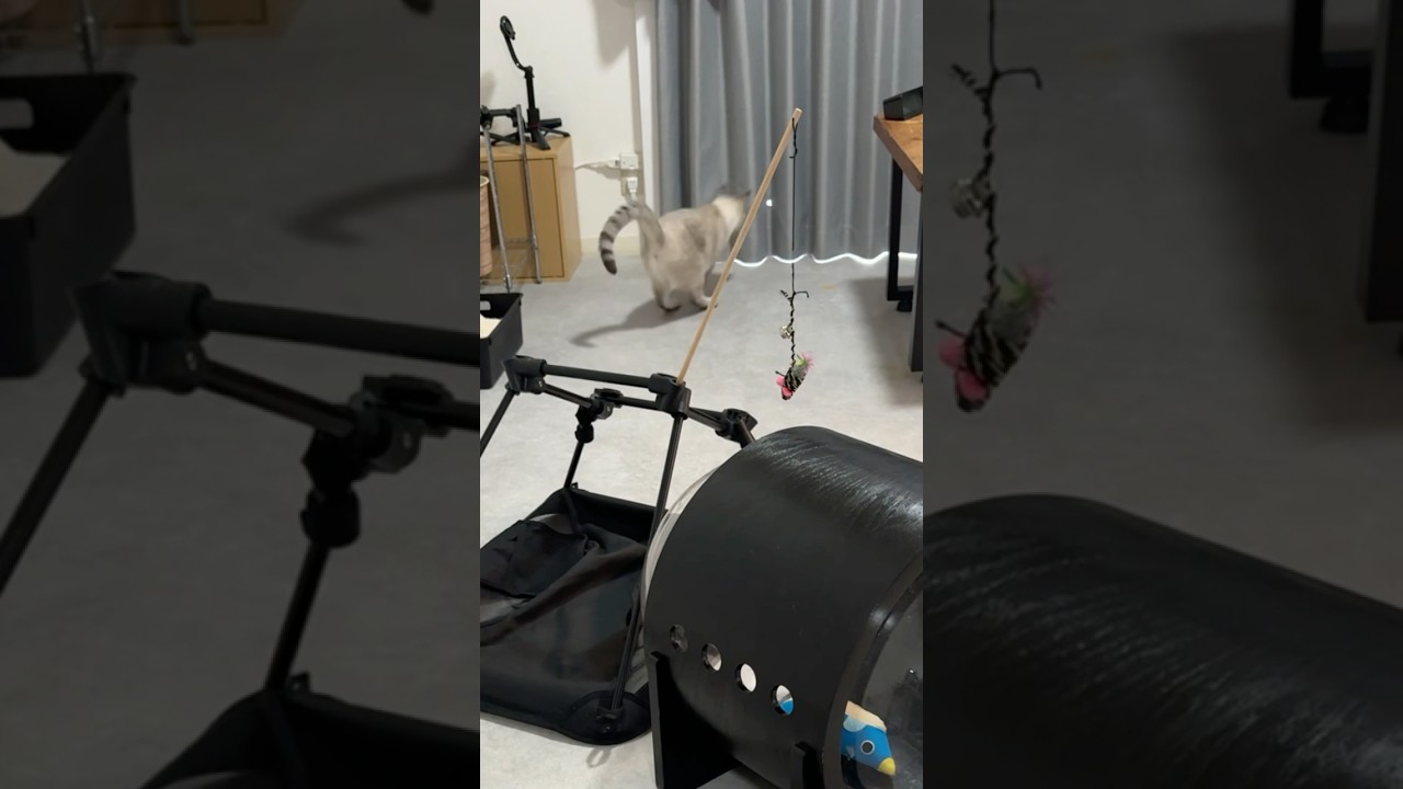 ま〜た突撃してますやん！　#シャムトラ #元保護猫 #シャムミックス  #cat #猫耳 #kitten  #猫耳 #siamesemix