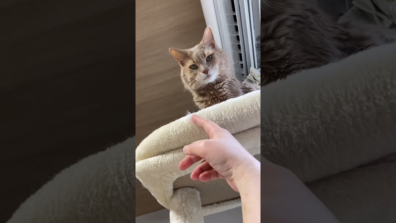 今日は遊んでくれた😻　#shorts  #ソマリ