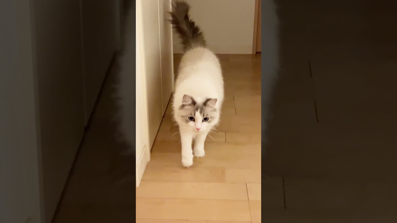 隠れんぼ好きな猫#ねこのいる生活 #ラグドール #ねこ
