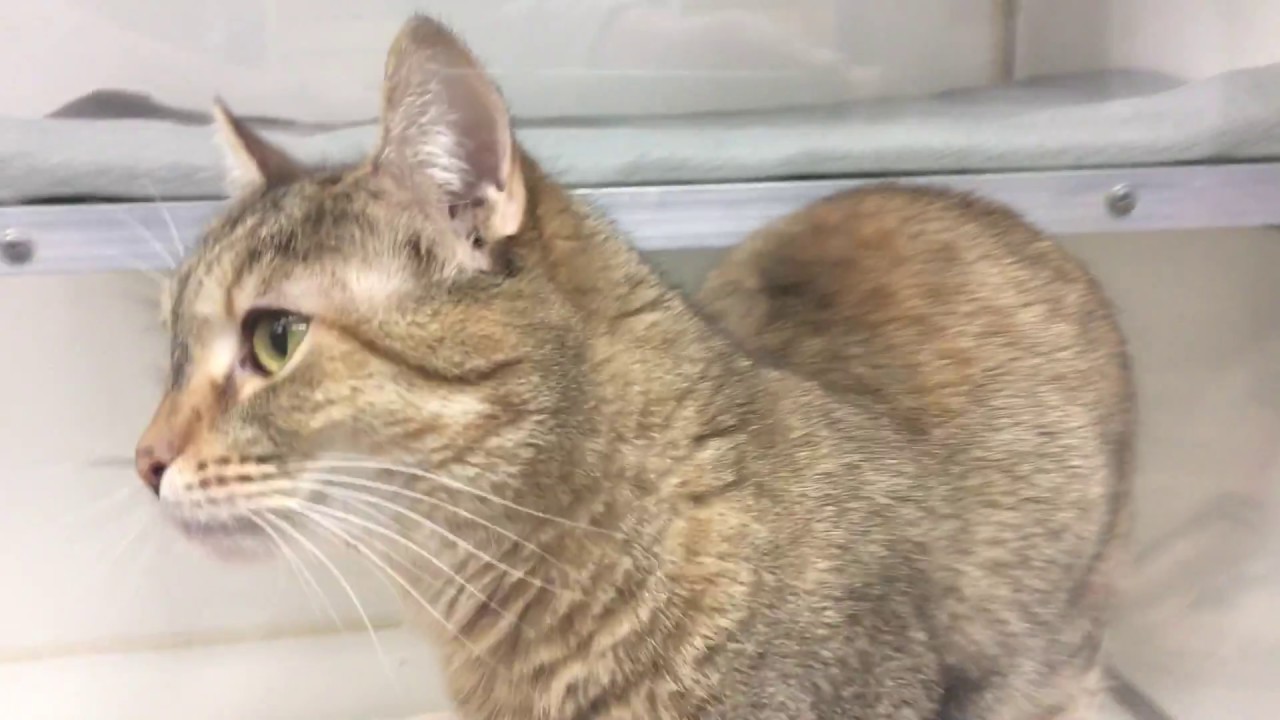 Minx the Manx