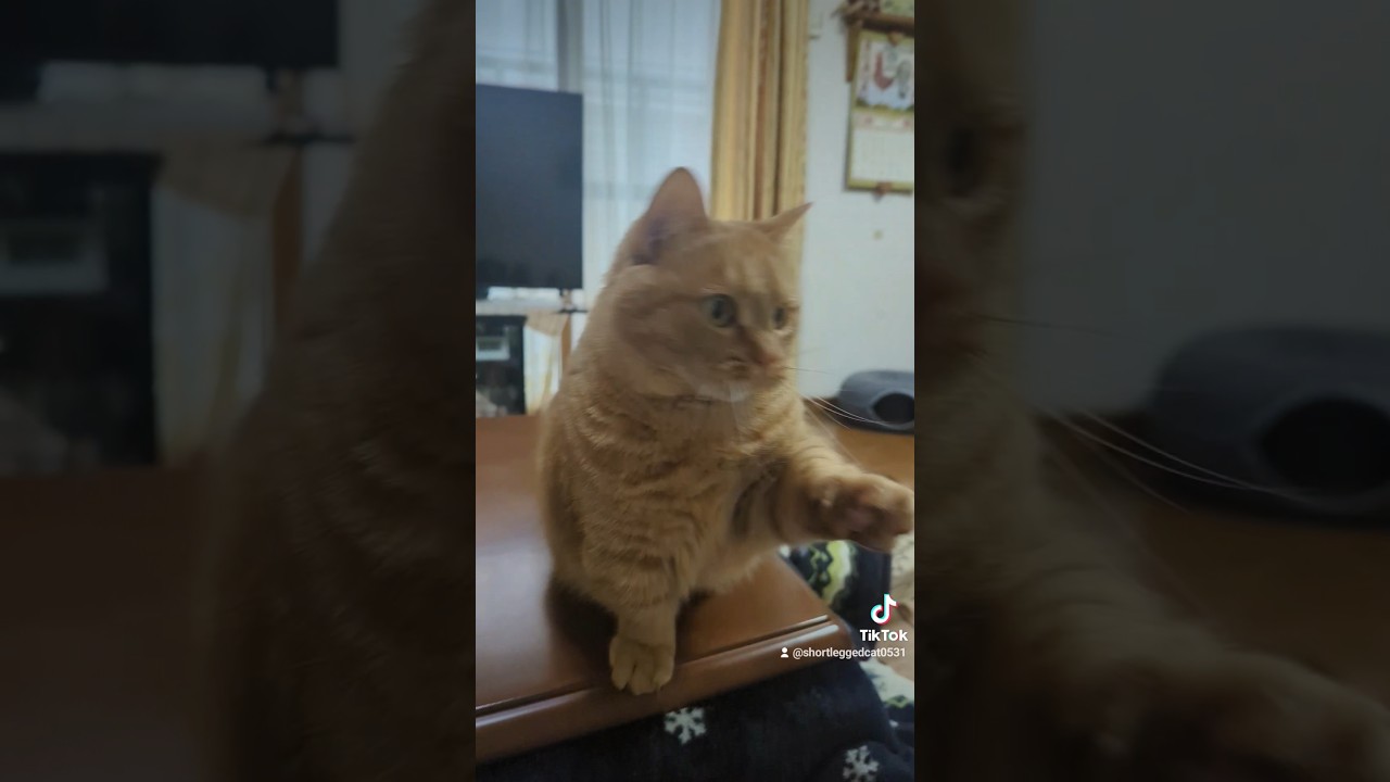 リズムをとろうとする短足猫ルン #マンチカン