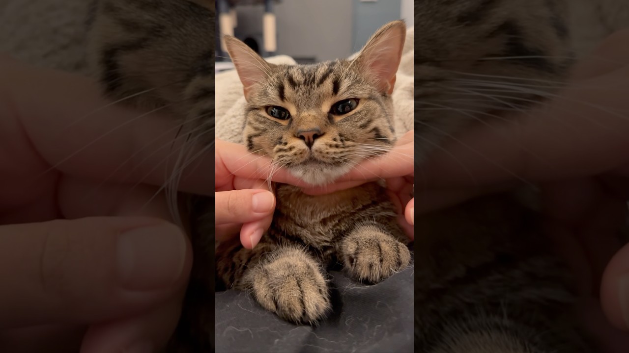 サウナハット猫が天使すぎるwww #shorts #猫 #cat