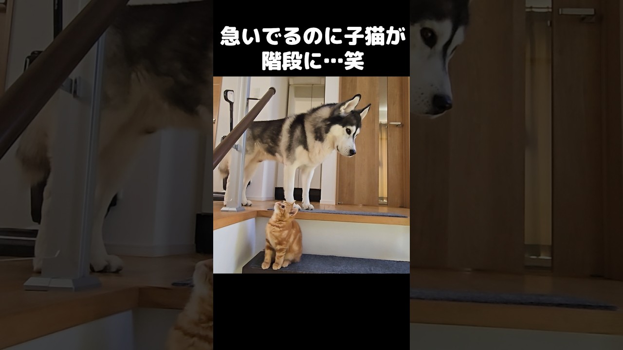 急いでるのに子猫が階段にいた結果。笑#shorts
