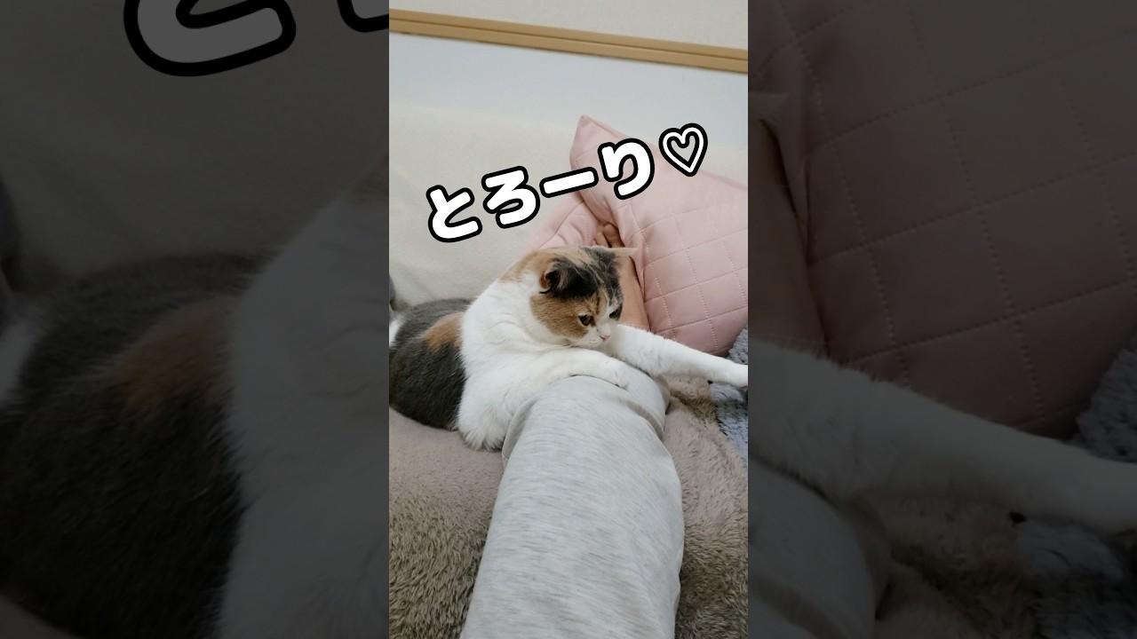 猫が大好きなママと昼寝したらこうなっちゃった… #猫 #たまたま・たまちゃん
