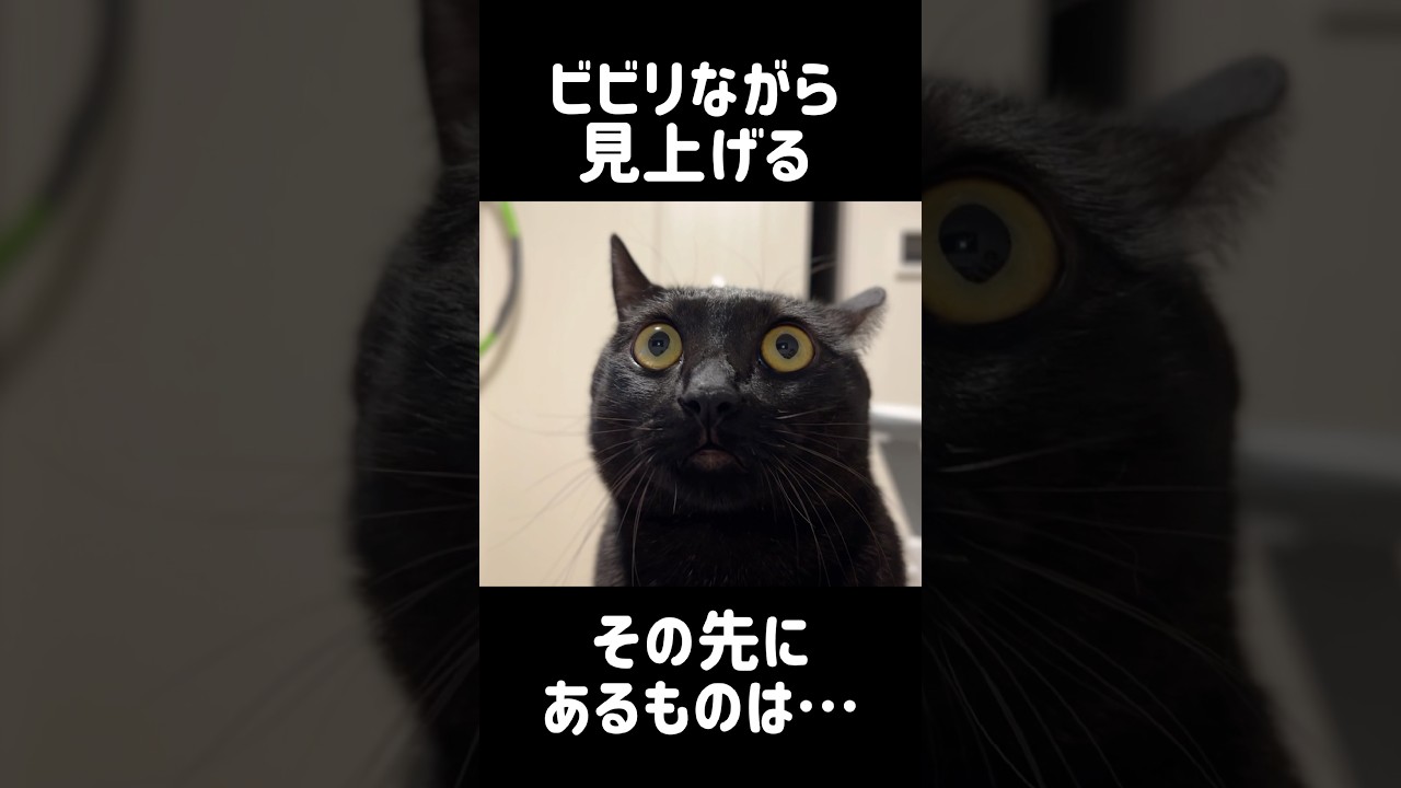 猫が警戒する意外な相手とは… #cat #猫のいる暮らし #保護猫