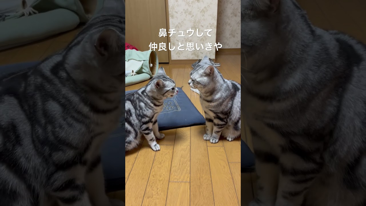 鼻チュウして仲良しと思いきや•••#アメショ#アメリカンショートヘア#cat#cats#猫の日常#猫のいる生活#猫のいる暮らし#猫パンチ