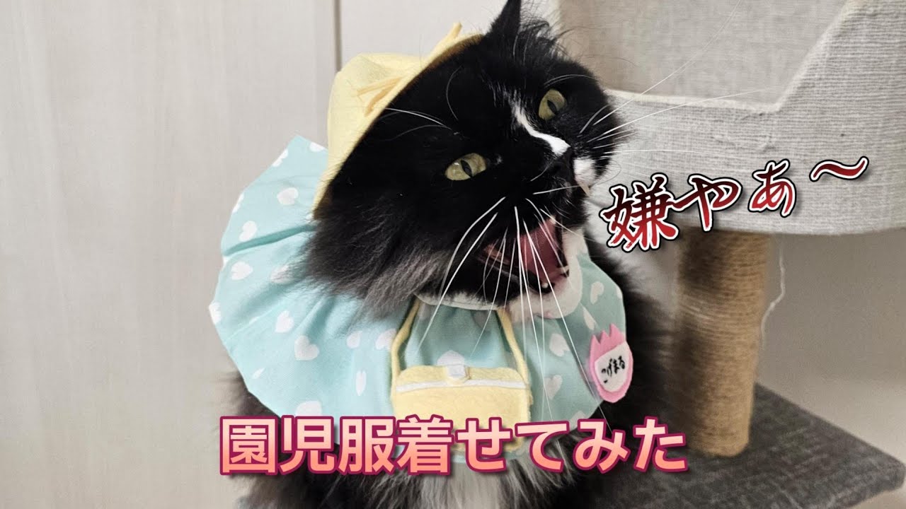 猫に園児服着せてみたら、雛乃が全力で拒否してきた