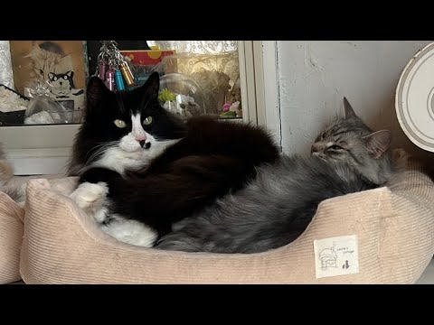 那須の森で暮らすノルウェージャンフォレストキャットの動画