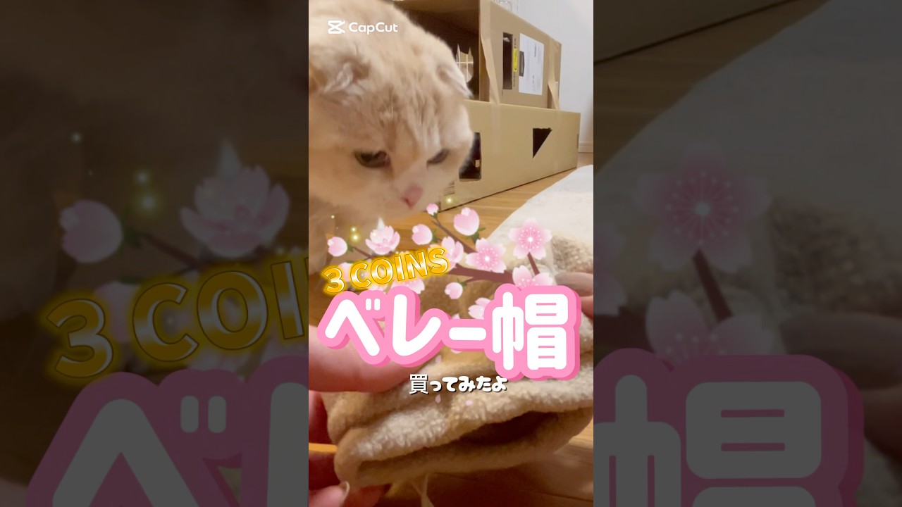 スリーコインズ購入品！ #猫のいる暮らし #スコティッシュフォールド