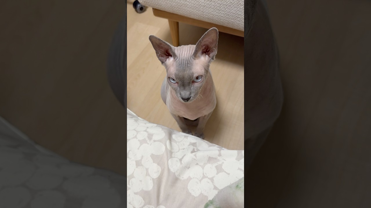 毛のない猫、スルタンとアレクサンドラ【スフィンクス】