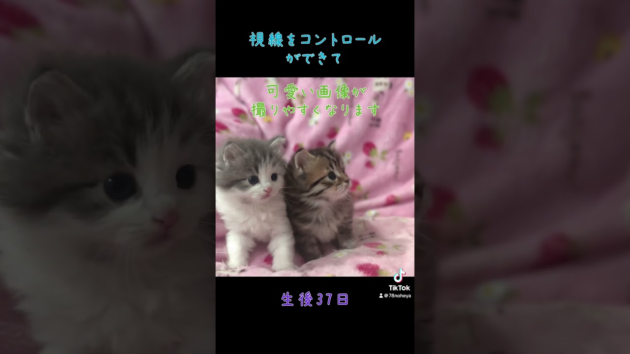 生後37日のサイベリアン兄妹#サイベリアン #サイベリアン子猫 #神メソッド #猫のいる暮らし #ななはちずルーム #サイベリアンブリーダー
