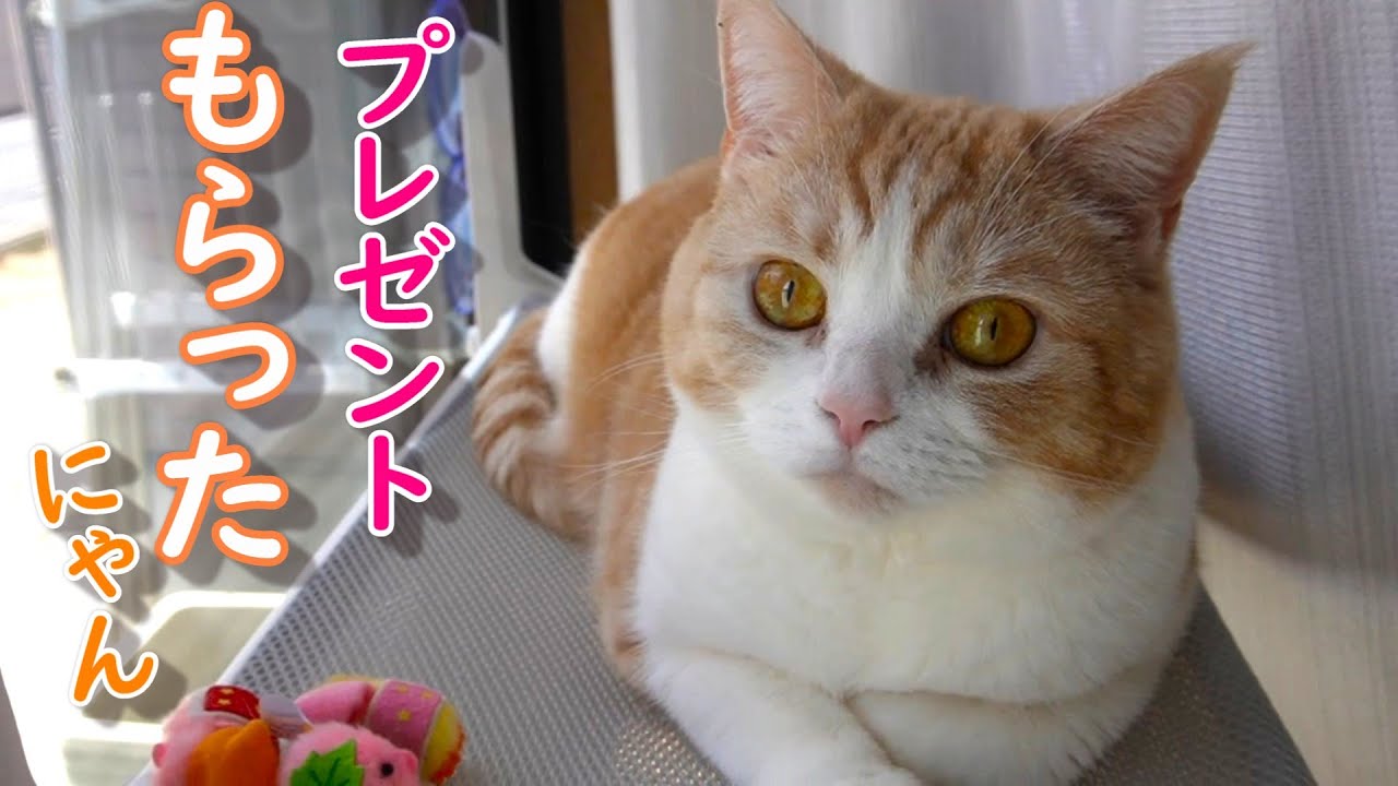 最高のプレゼントが届きました【スコティッシュフォールド】【アビシニアン】