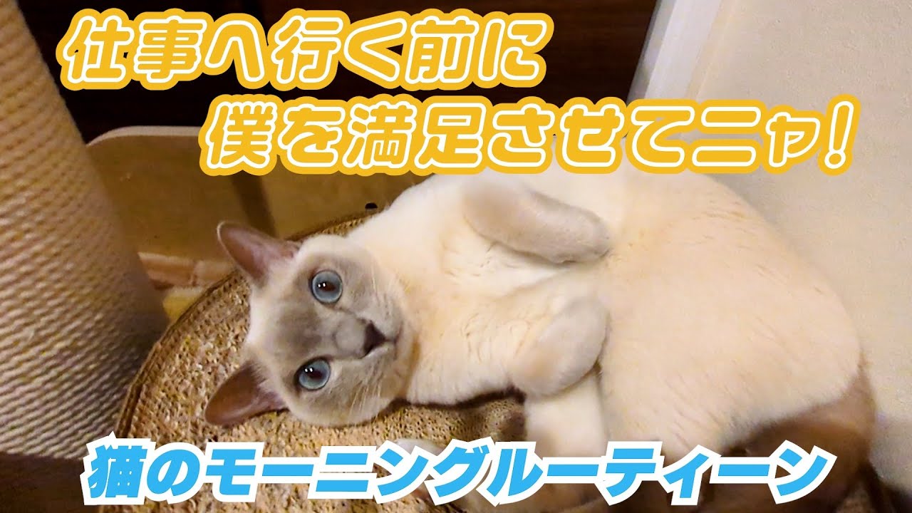 【ロシアンブルー×トンキニーズ×チワワ】トラさんとパパの絆（#147）