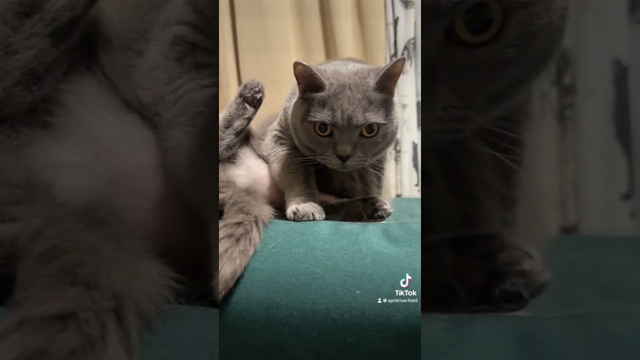 お腹もちもちのシャルトリュー          #シャルトリュー#猫#cat #cute #猫のいる暮らし #猫のいる生活 #にゃんこ #pets #catlover