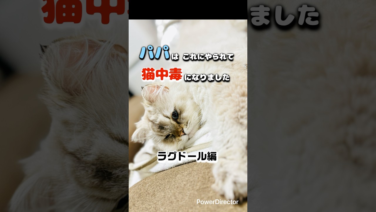 ラグドールにハマる理由 #shorts