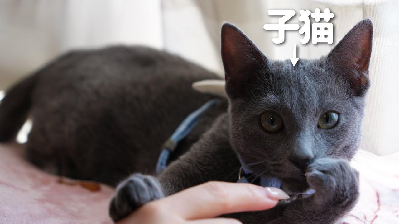 お散歩に疲れた子猫のあざとい顔がかわいすぎましたｗ