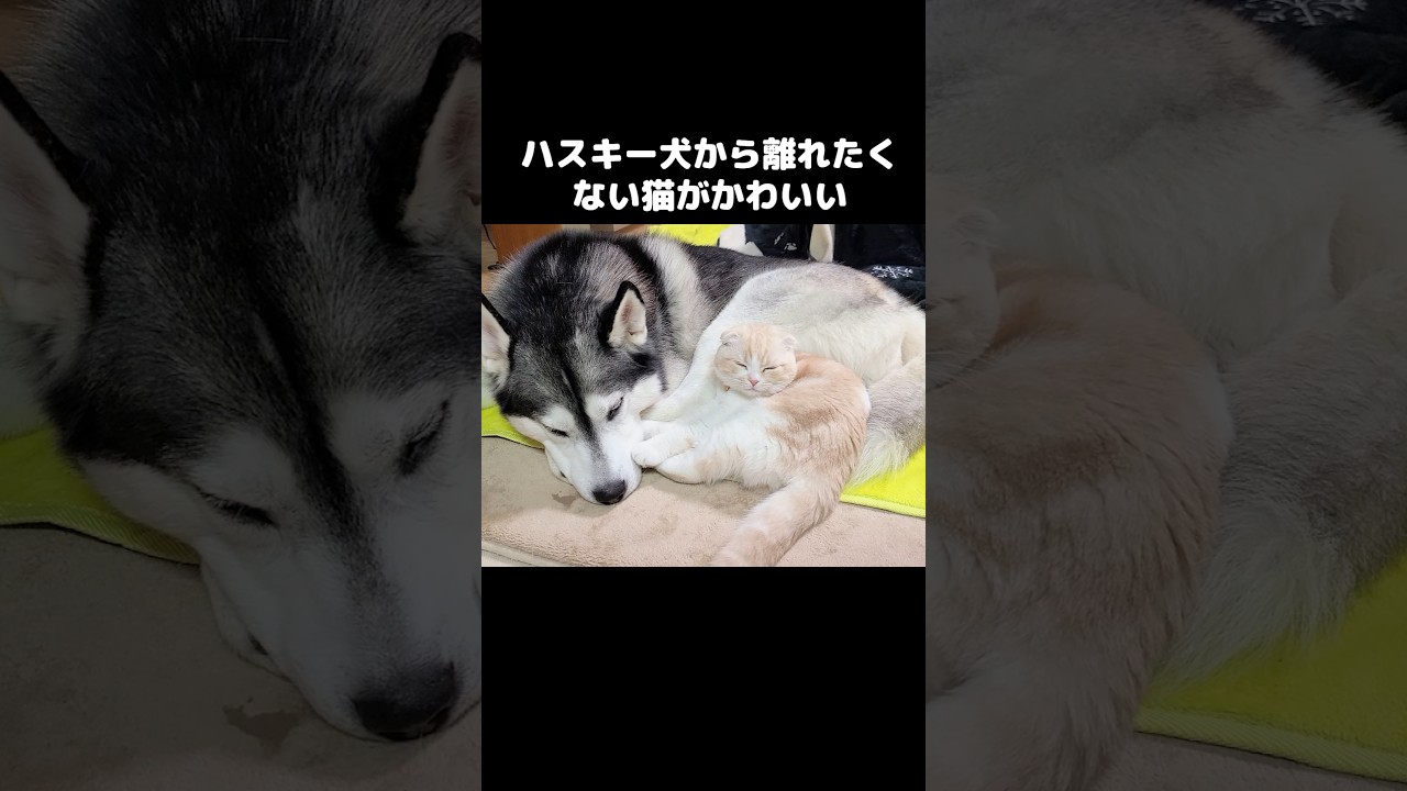 ハスキー犬から離れたくない猫がかわいい...